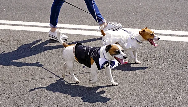 Making Sure Your Dog Is Ready for Summer Fun