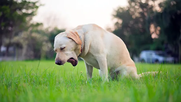 Vomiting Dogs: How to Help - Mountain Road Animal Hospital