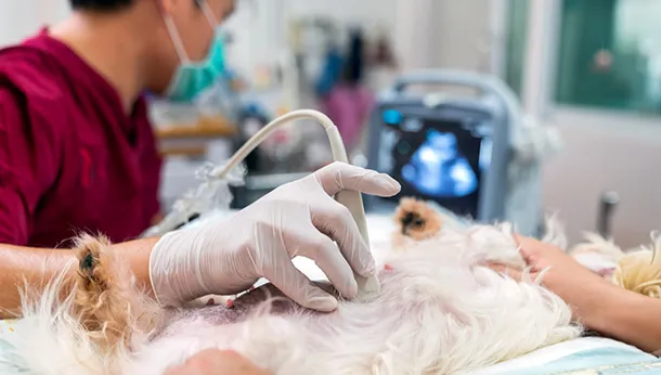 Benefits of Ultrasound in Small Animal Medicine