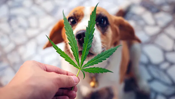 Use of Cannabis in Dogs and Cats