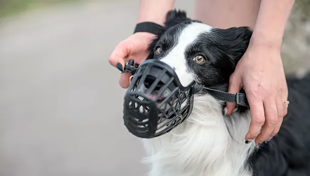 Muzzle Training Your Dog