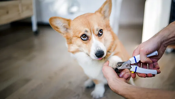 Stress Free Nail Trims