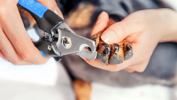 Working Towards Stress-Free Nail Trims!