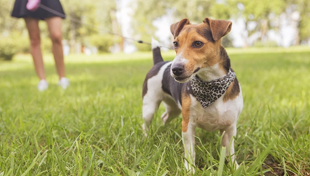 Dog Parks in Our Community