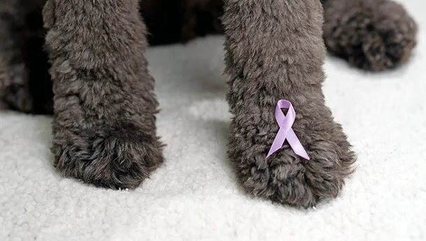 3 Tips For Dealing with Dogs with Cancer