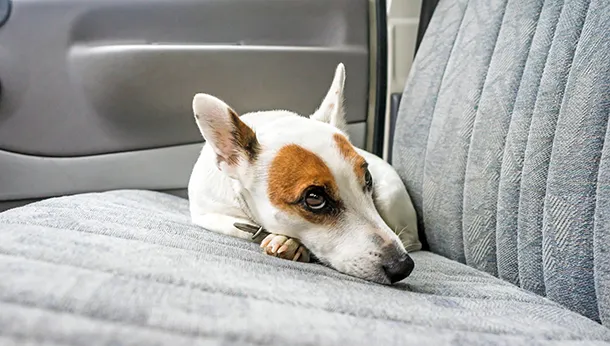 Hot Cars = Melted Pets - Albert North Veterinary Clinic