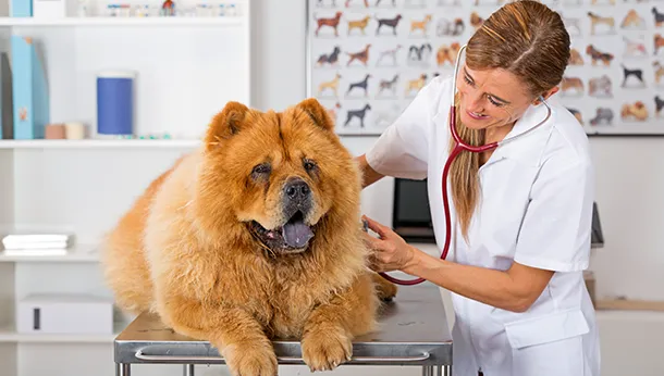 Canine MRSA – (methicillin-resistant Staphylococcus)