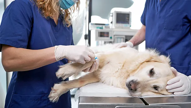 What to Expect When Your Pet Needs Surgery