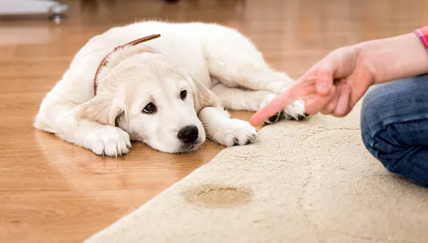 Tips To Housebreak Your Puppy