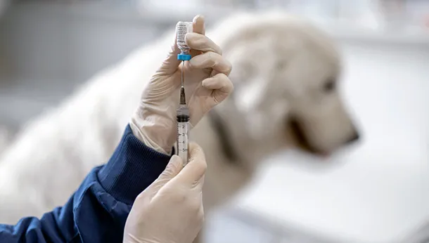 Dog and Cat Vaccination 101