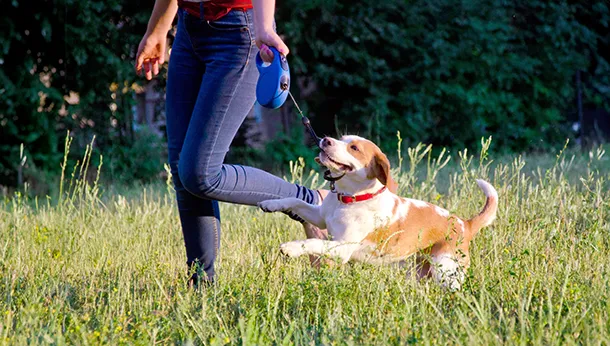 Running for a Great “Paws” by Dr. Joudrey