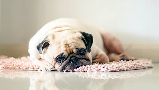 How Do You Tell If Your Pet Is In Pain