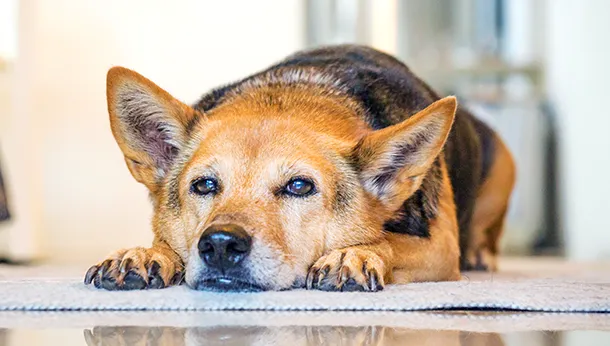 Why You Should Consider Adopting a Senior Pet