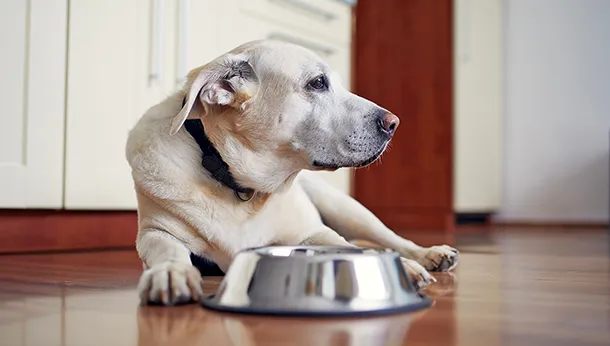 Feeding Senior and Mature Dogs