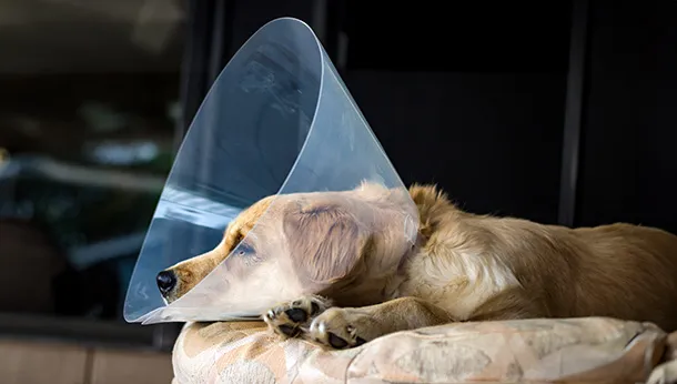 The Cone of Shame