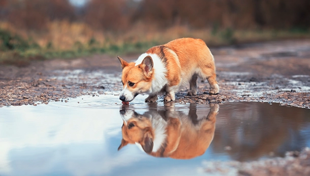 Leptospirosis, aka. “Lepto” What Is It and What Do I Need To Know?