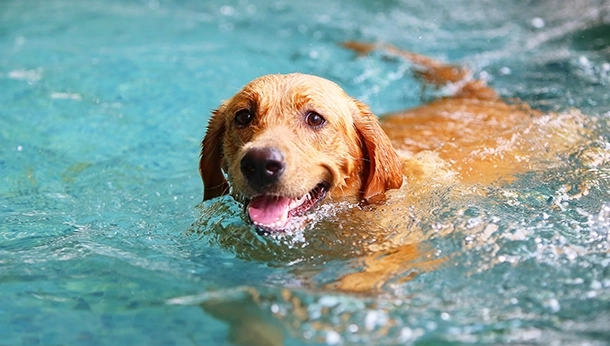 Splashing in the Pool: Water Safety for your Pets