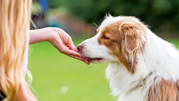 Homemade Dog Treats