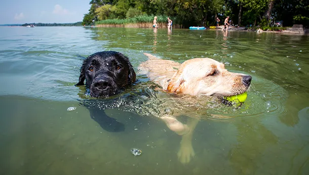 Water Dangers for Your Dog