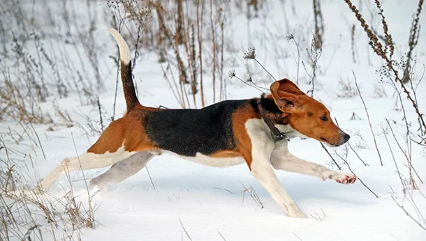 Paws & Pad Problems in Canadian Winters by Dr. Jessica Scott