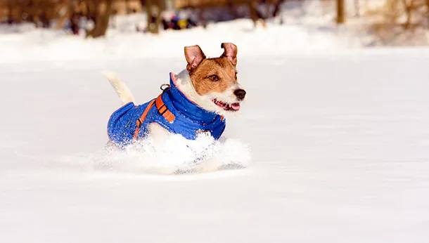 Protecting Your Dogs Paws This Winter