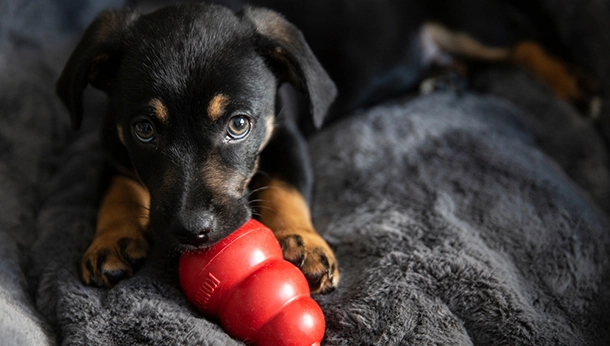 Choosing a Chew Toy for Your Dog