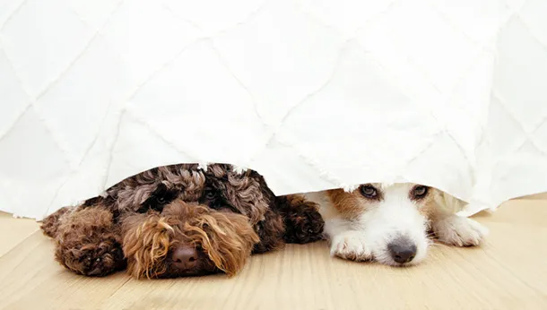 Is your Dog a Scaredy Cat?