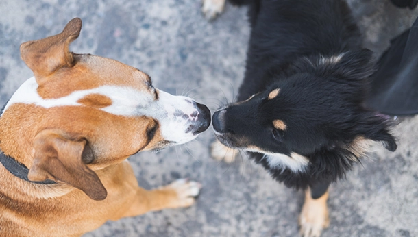 Walking Your Dog for Good Behaviour