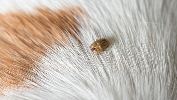 Common Vet Myths – Tick Control