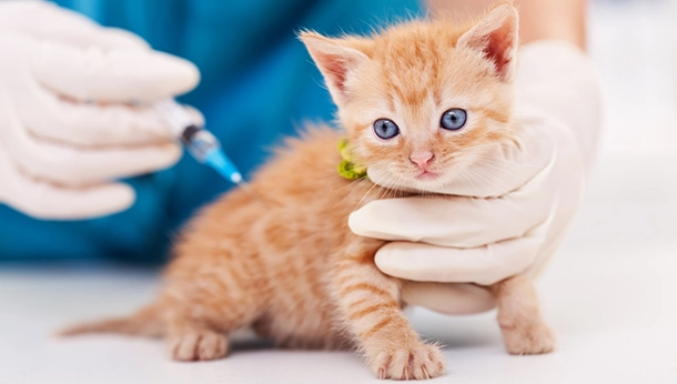 Does My Indoor Cat Need Vaccines?