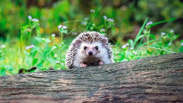 Hedgehog Care