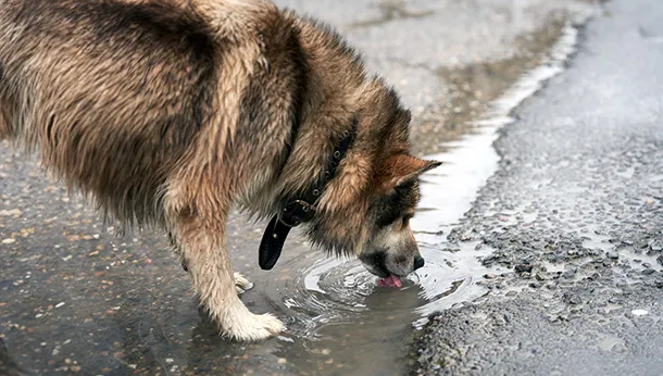 Leptospirosis: What Do I Need to Know to Help Protect My Dog?