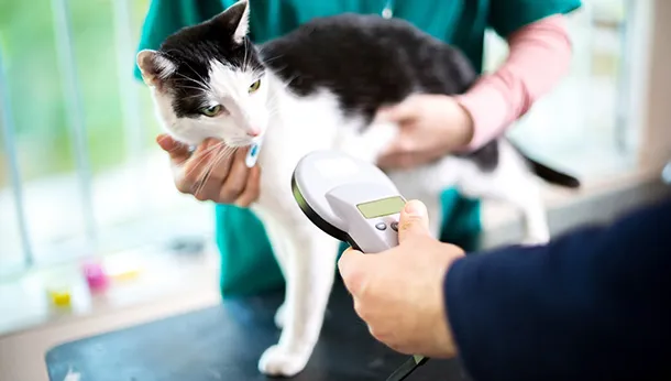 Should You Microchip Your Pet?