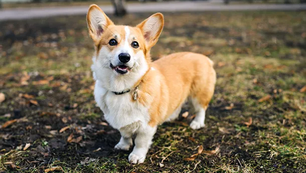 Pembroke Welsh Corgi