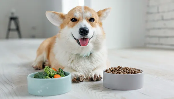 Dogs and the Grain-Free Diet