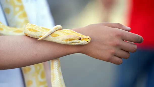 Ball Python Care