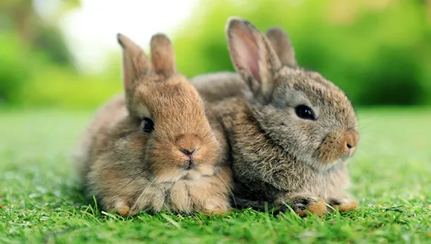 Top 5 Things About Rabbits