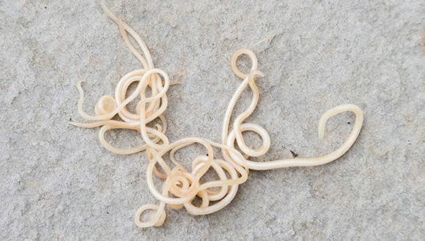 Roundworms in Dogs