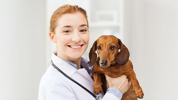 Interested in Becoming a Veterinarian?