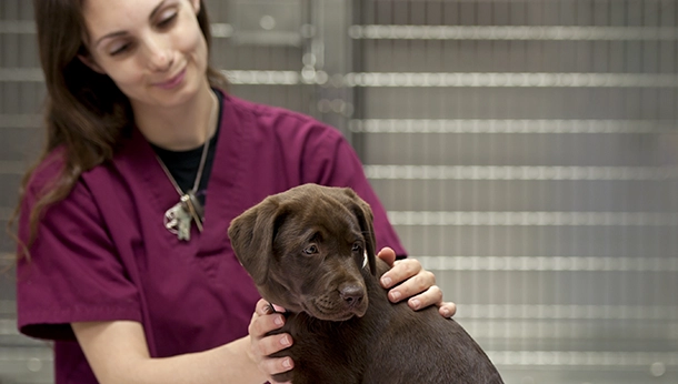 Coxwell Animal Clinic Technicians