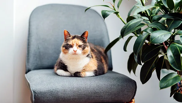 The Chromosomal Cause of the Calico-Colored Cat