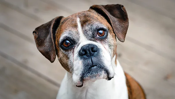 Why Adopt a Senior Dog?