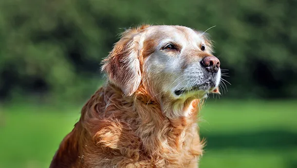 Brown, Gold, or Grey Muzzles — They All Need Special Care