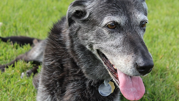 Senior Pets and Osteoarthritis