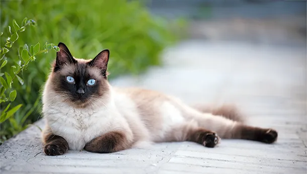 Breed of the Month: Siamese