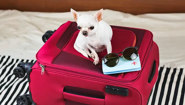 Guidelines for Dogs Traveling into the USA