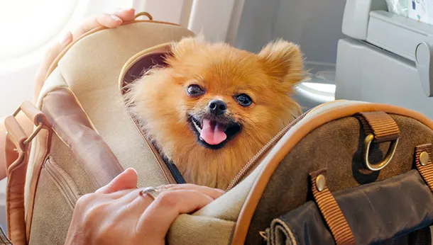 Travelling Overseas with Your Pet