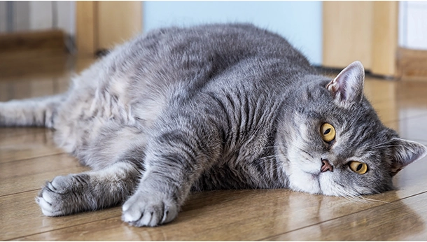 4 Tips to Help Your Overweight Cat Lose Weight