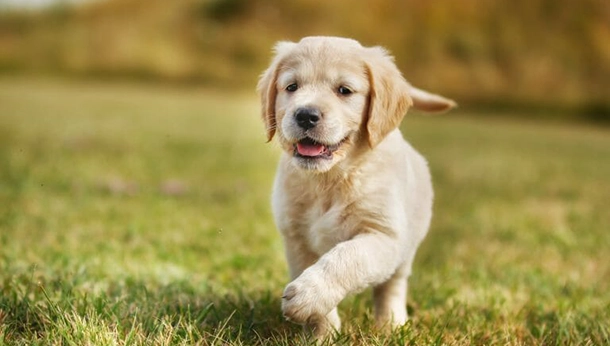 Retained Puppy Teeth in Dogs