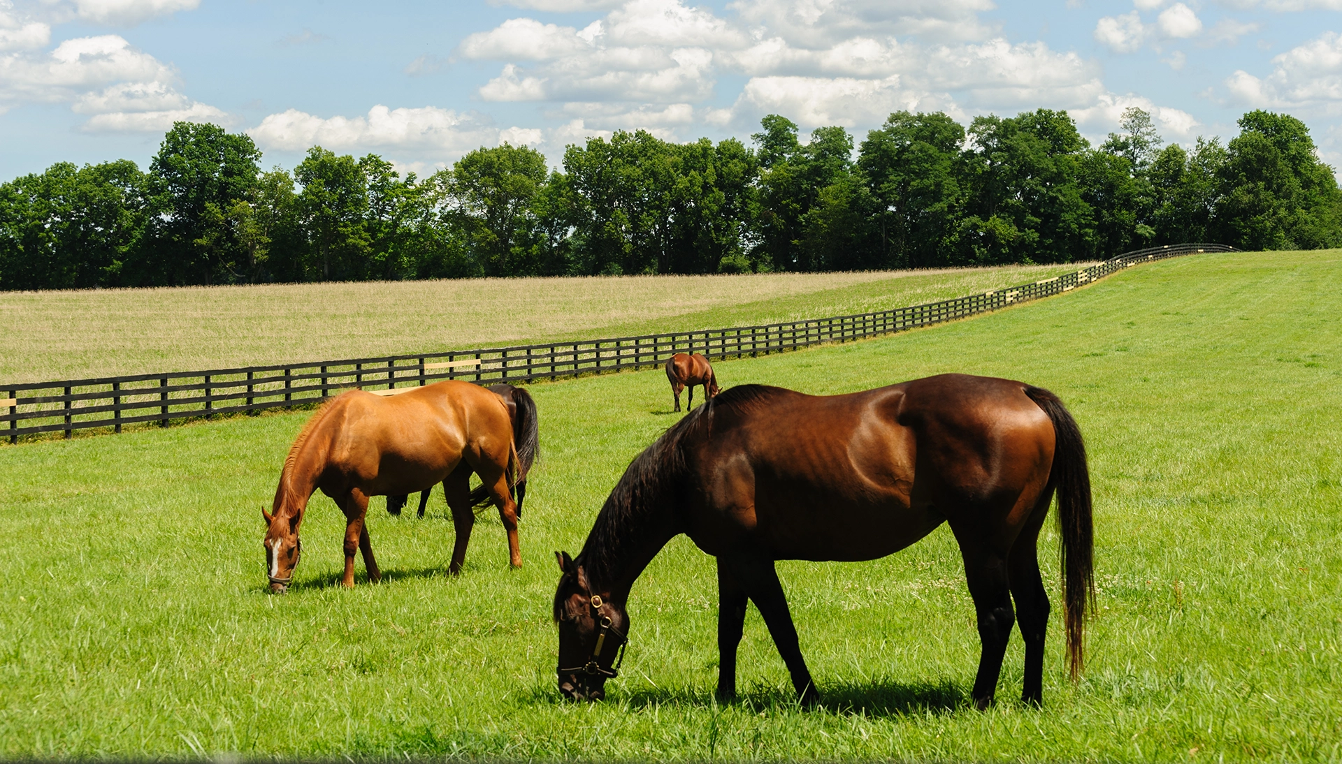 Equine Deworming & Fecal Analysis Antigonish Veterinary Clinic